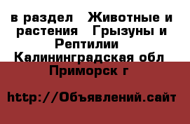  в раздел : Животные и растения » Грызуны и Рептилии . Калининградская обл.,Приморск г.